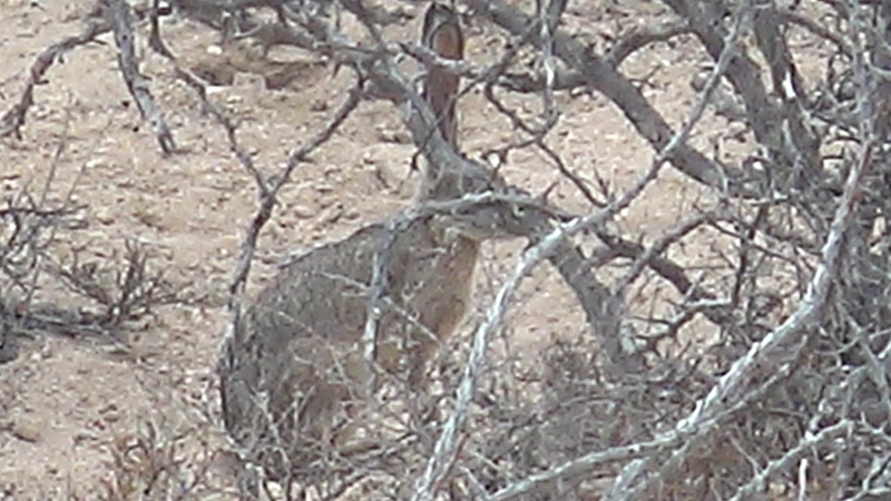 At 0:03, the jackrabbit sits low behind a web of dry branches, with sandy Cabo Pulmo soil and sparse scrub visible behind it and no visible people.