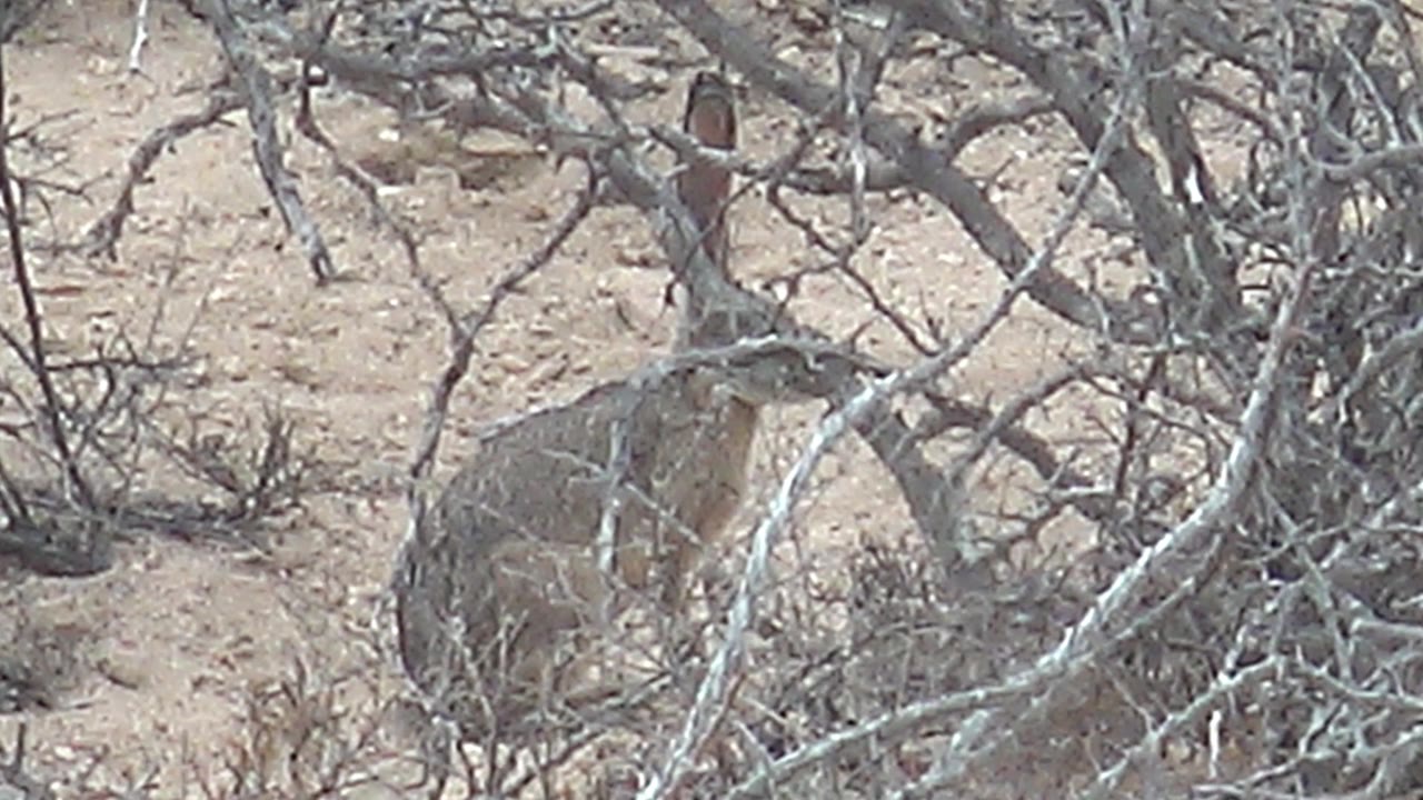 A jackrabbit is partly concealed by tangled dry shrubs on sandy ground in Cabo Pulmo, Baja California Sur, with no visible people.
