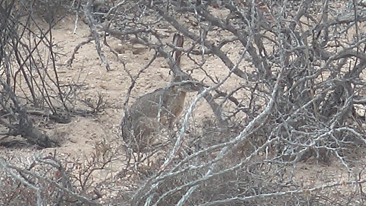 A tight view shows the jackrabbit partly blocked by crossing branches in Cabo Pulmo, Baja California Sur, with muted desert colors and no visible people.