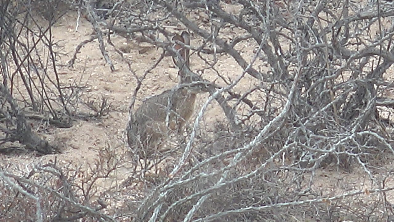Small rabbit partly obscured by pale gray leafless branches on sandy ground in Cabo Pulmo, Baja California Sur, with no visible people.
