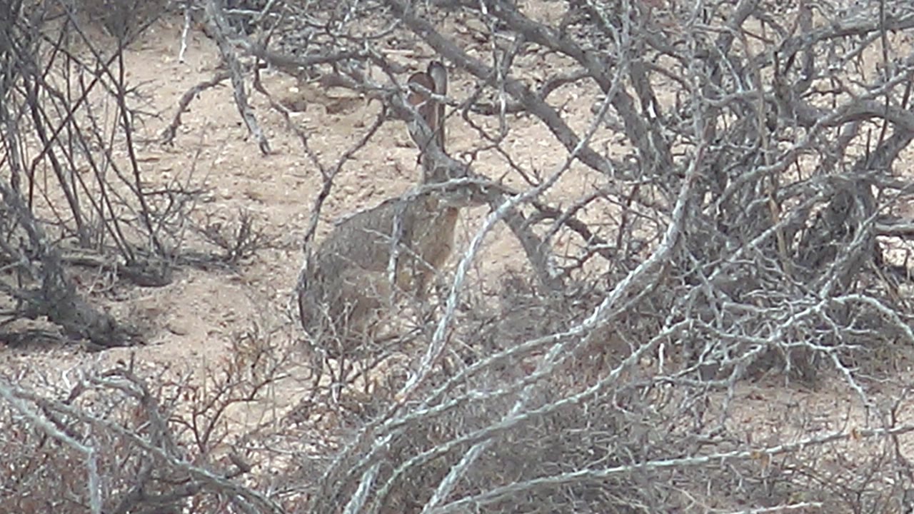 Rabbit remains tucked behind a tangle of dry gray branches and low shrubs on sandy Cabo Pulmo desert ground, with no visible people.