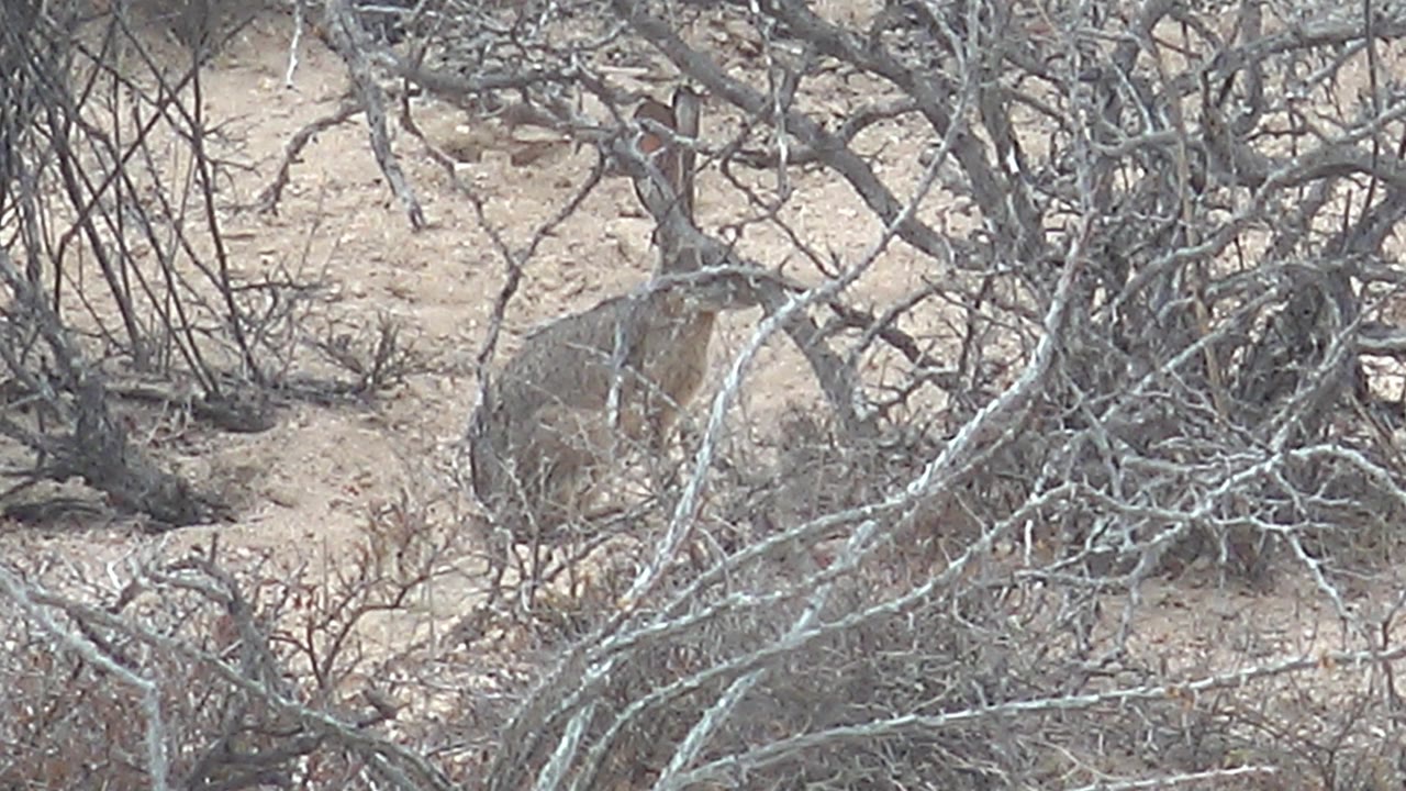 Desert rabbit is visible through pale bare branches, its body blending with light brown sand and dry Cabo Pulmo scrub, with no visible people.