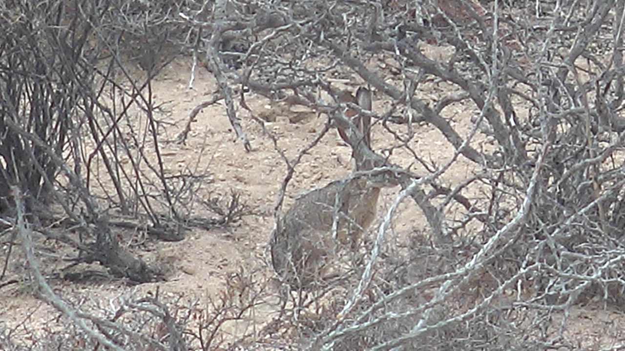 A jackrabbit is partly hidden behind gray-brown scrub on sandy ground in Cabo Pulmo, Baja California Sur, with no visible people.