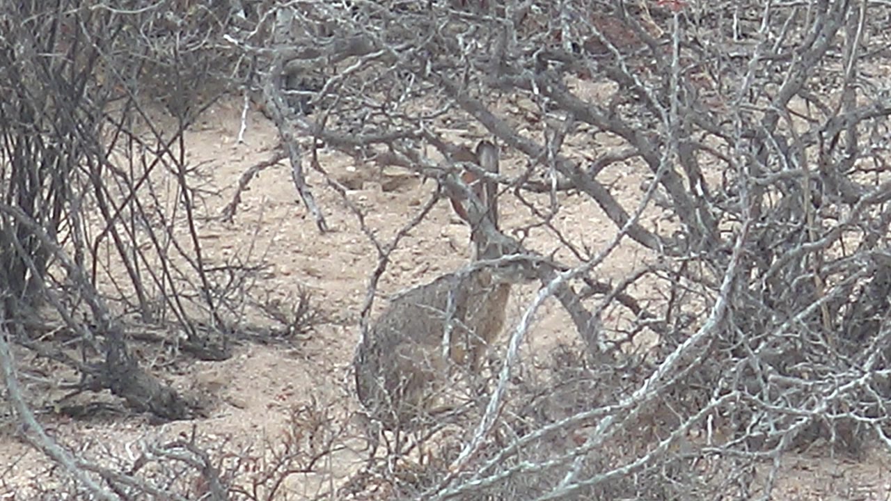 The jackrabbit remains partly obscured by tangled desert branches on pale sandy ground in Cabo Pulmo, with its body centered behind the brush and no visible people.
