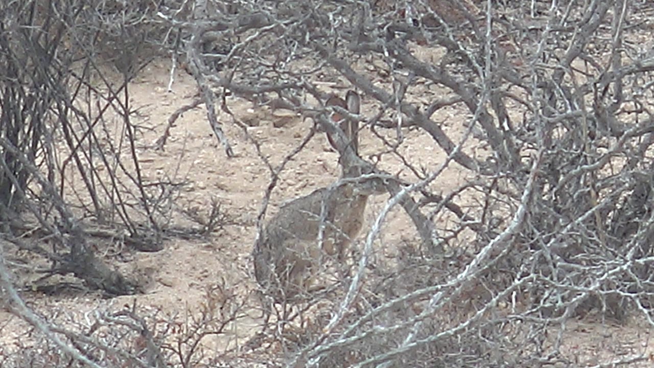 A jackrabbit faces through a lattice of leafless gray branches in the Cabo Pulmo scrubland, with pale dirt behind it and no visible people.