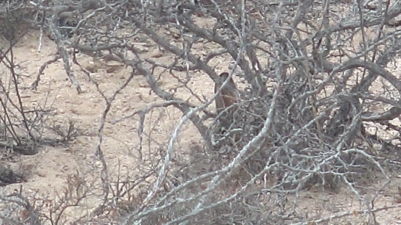 A roadrunner is partly visible behind gray leafless shrubs on sandy ground in Cabo Pulmo, Mexico, with no visible people.