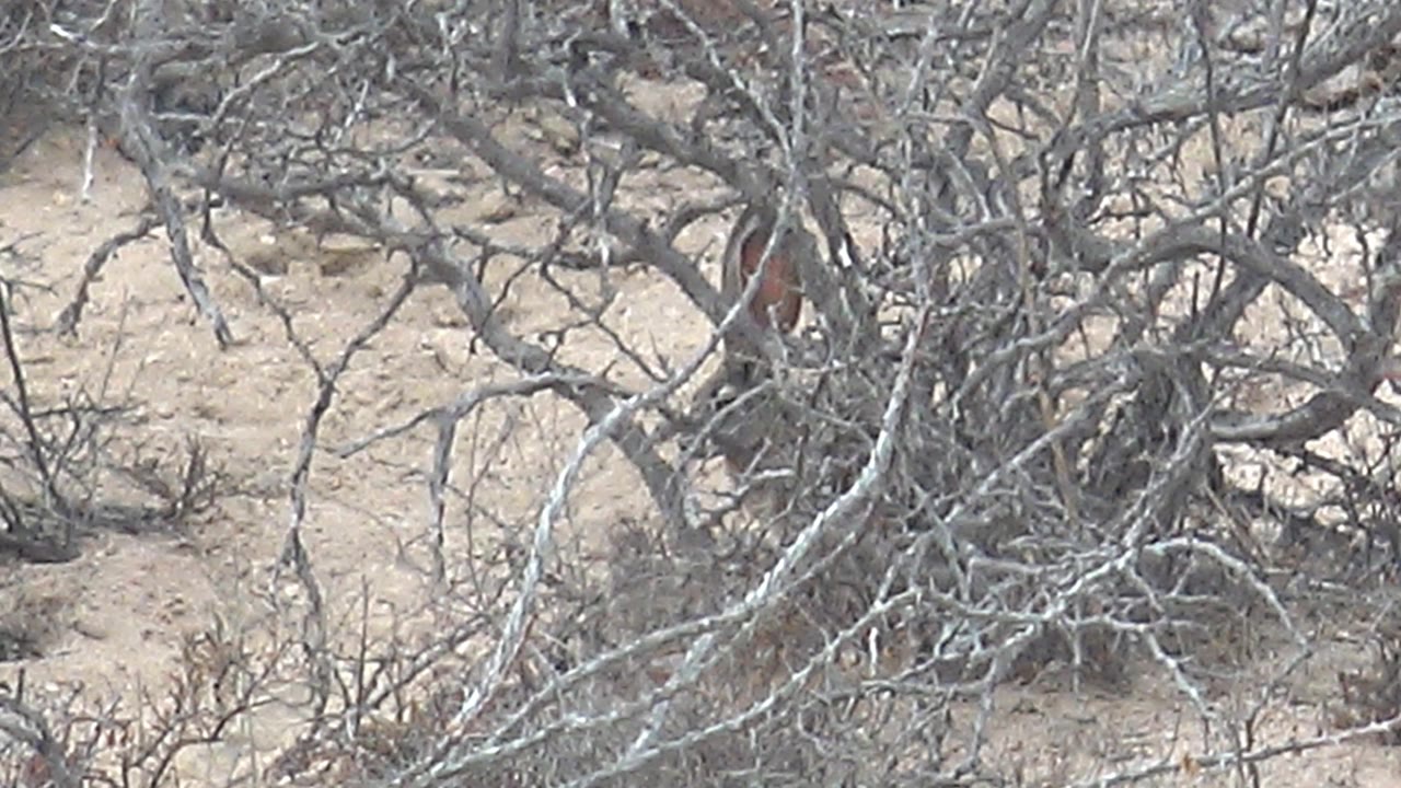 The roadrunner remains partially concealed among tangled gray branches and pale sand in Cabo Pulmo, Mexico, with no visible people.