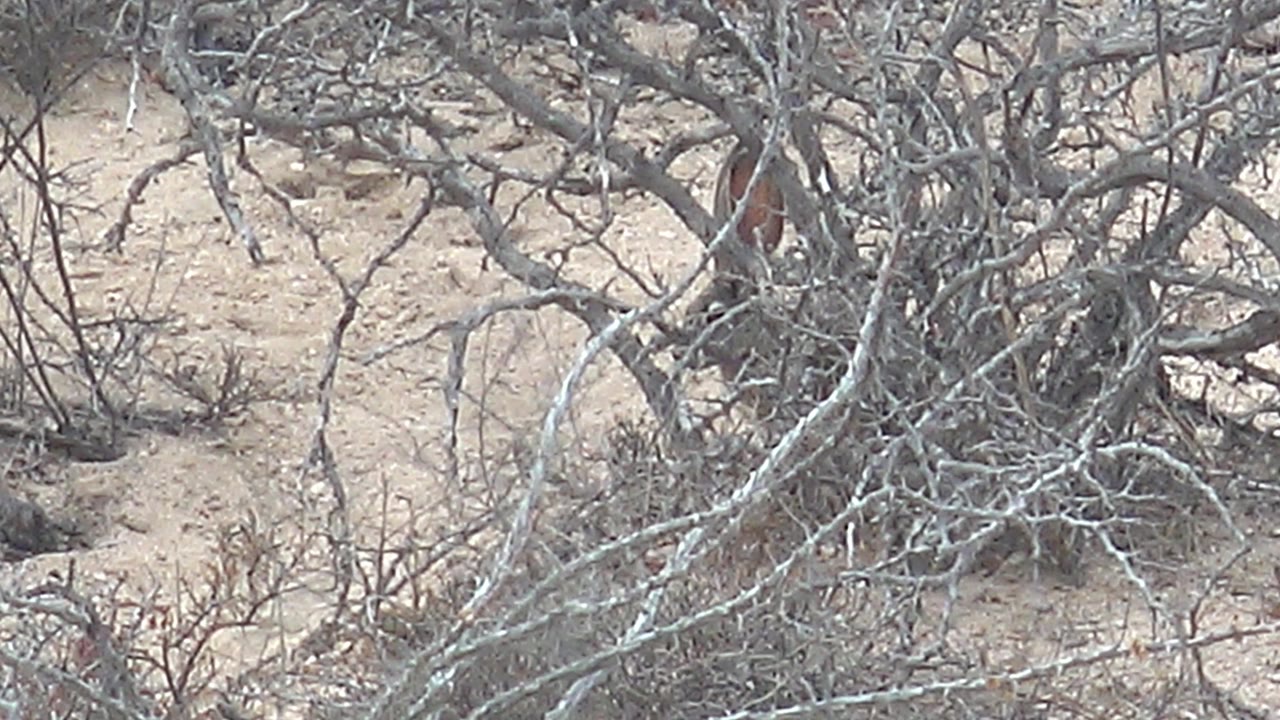 A brown and reddish roadrunner is seen through a mesh of dry shrub branches on sandy Cabo Pulmo ground, with no visible people.