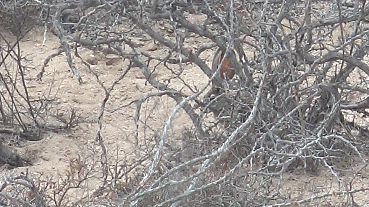 Roadrunner obscured by leafless desert shrubs