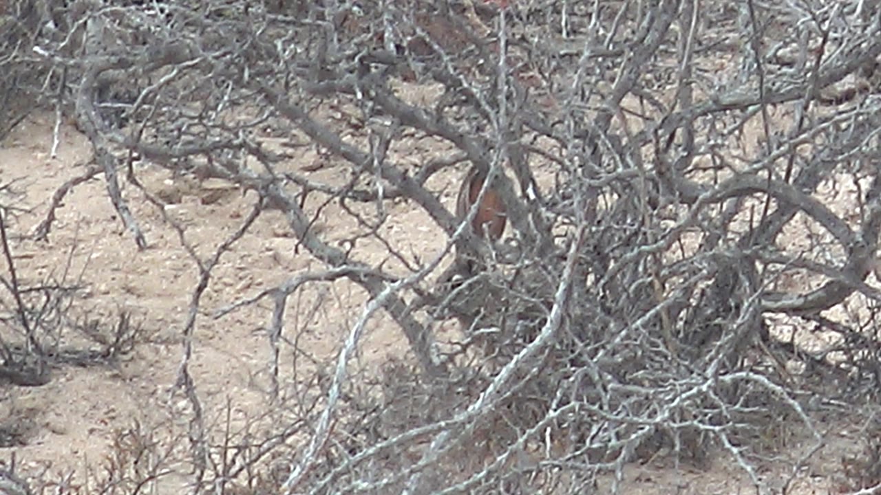 A reddish-brown cardinal is partly visible behind gray thorny branches on sandy ground in Cabo Pulmo, Baja California Sur, with no visible people.