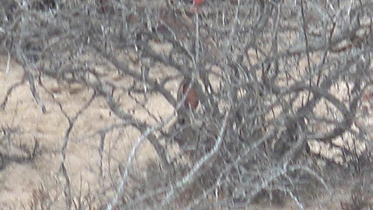 A small reddish cardinal sits deeper behind tangled gray branches over pale desert sand in Cabo Pulmo, Baja California Sur, with no visible people.
