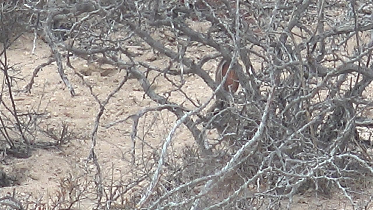 The cardinal appears between crossing dry limbs, with gray brush in the foreground and sandy Cabo Pulmo ground behind it, and no visible people.