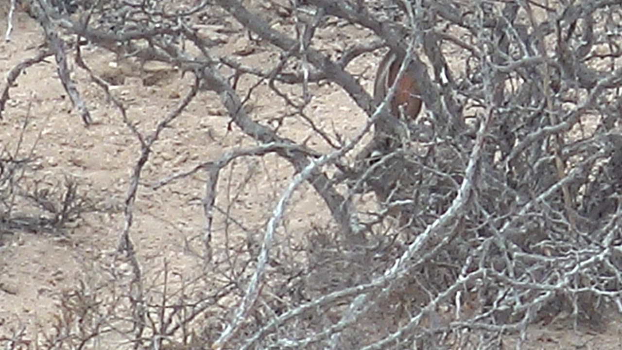 Reddish cardinal behind dense thorny brush