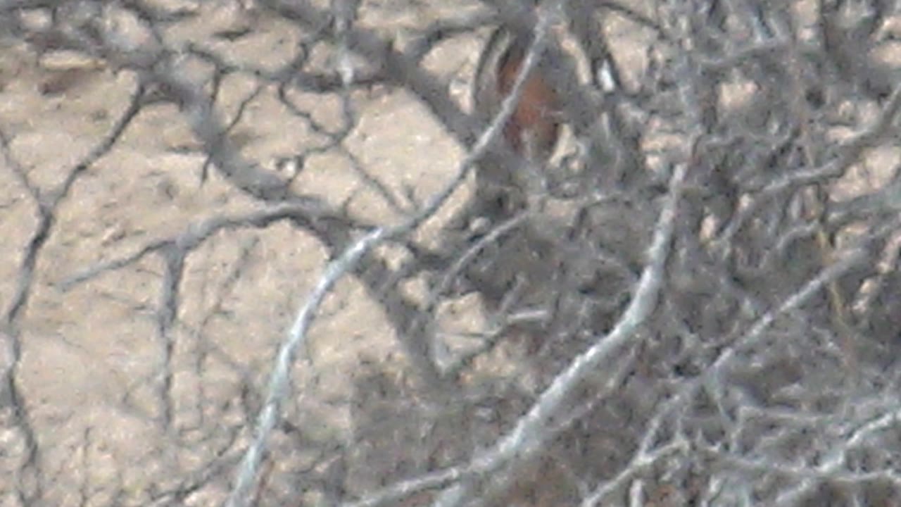A small brown animal is partly obscured by gray thorn branches over pale sandy ground in Cabo Pulmo, Mexico, with no visible people.