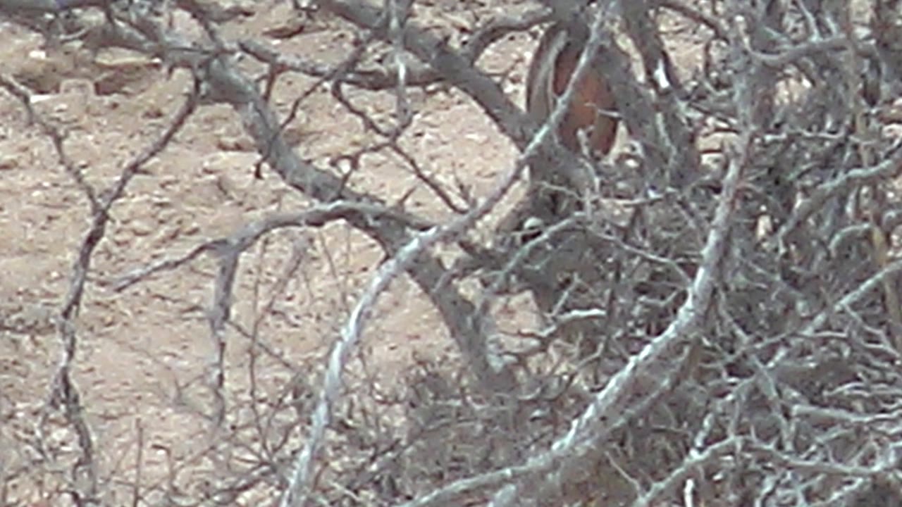 The animal appears deeper behind a web of dry gray branches on sandy Cabo Pulmo ground, with its brown body partially visible and no visible people.