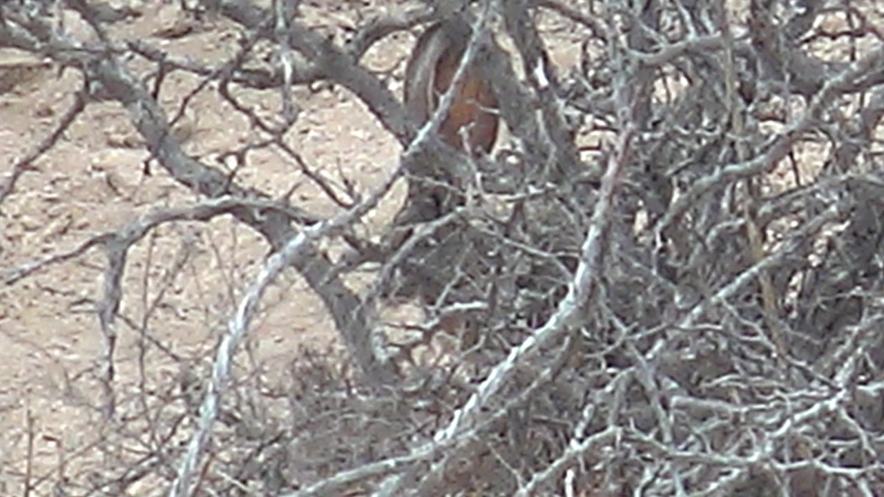 Dense dry branches obscure a small animal on pale sandy desert ground.