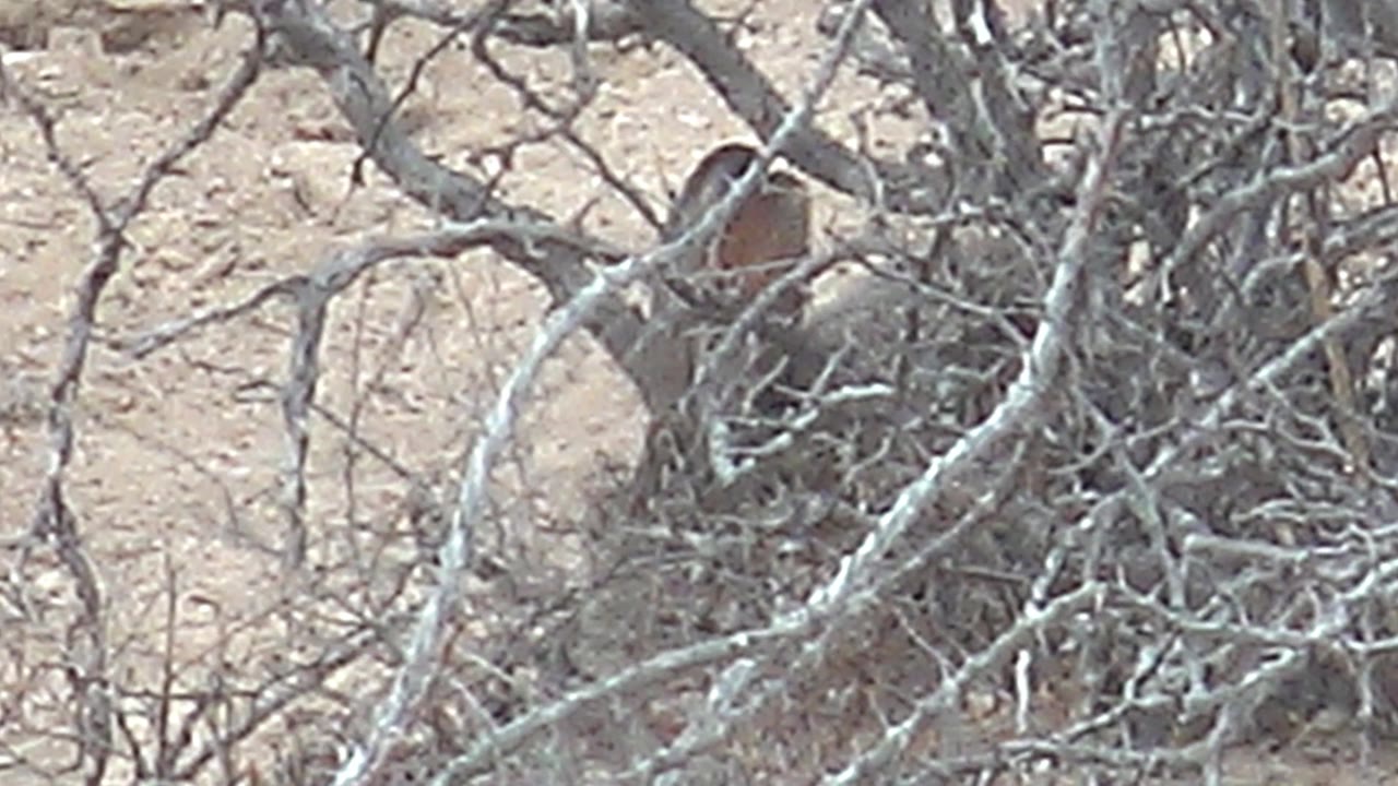 Small brown and reddish bird partly hidden behind dry branches on sandy ground.
