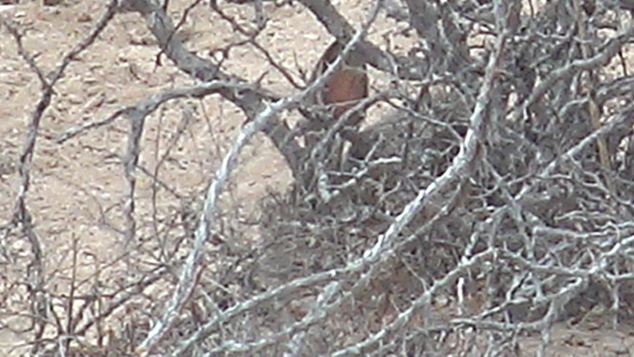 At 0:01, the bird remains mostly screened by leafless twigs and brush, with light sand visible behind it in Cabo Pulmo and no visible people.
