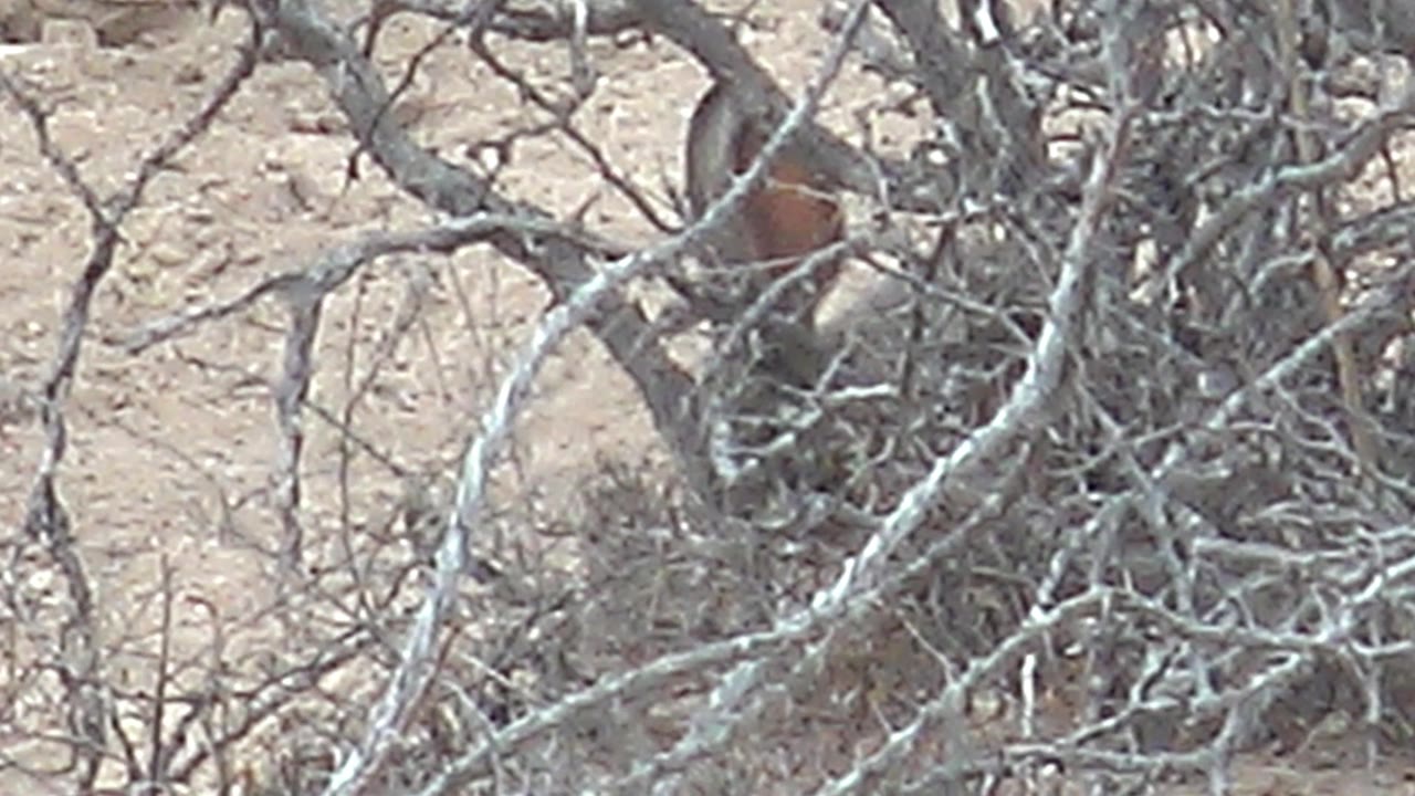 At 0:02, reddish-brown plumage shows through a dense lattice of dry branches against sandy Cabo Pulmo terrain, with no visible people.