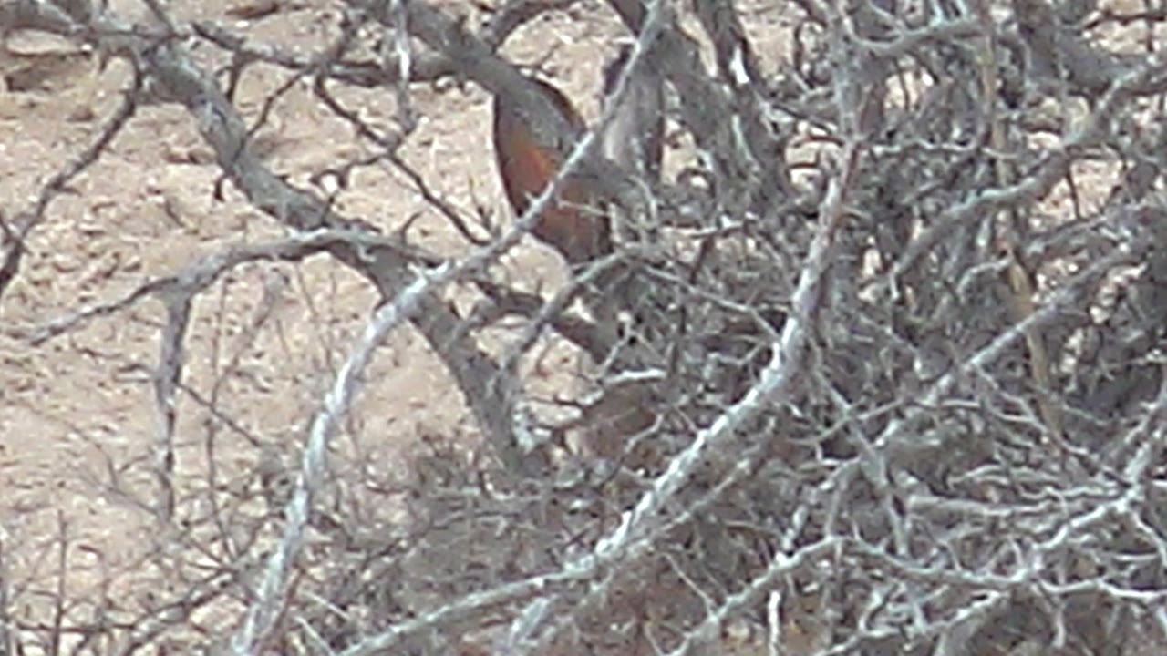 At 0:03, the small bird is partly visible near the edge of the branch cluster, surrounded by dry brush and pale sandy ground in Cabo Pulmo, with no visible people.