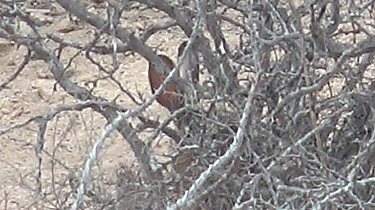 At 0:00, two brown and reddish birds sit partly concealed inside a thorny bush in Cabo Pulmo, Baja California Sur, with sandy ground behind them and no visible people.
