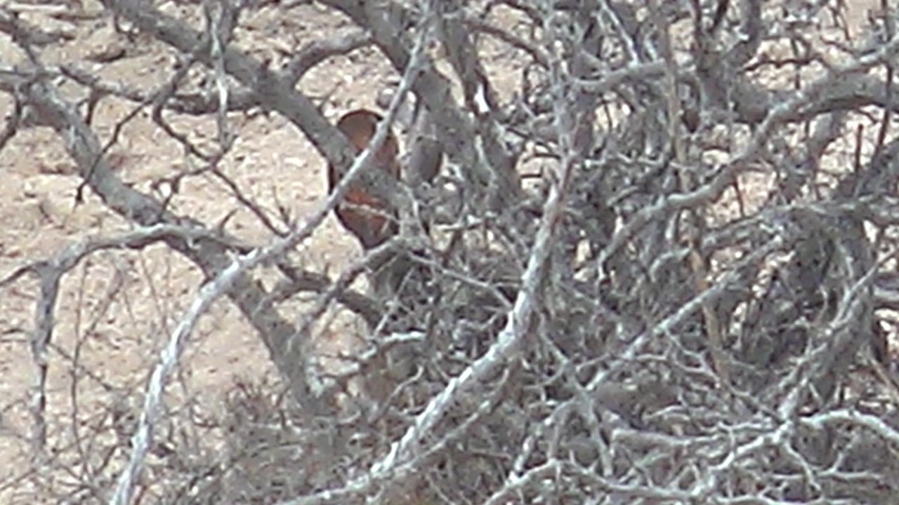 Birds remain mostly covered by dense thorn branches in dry scrub.