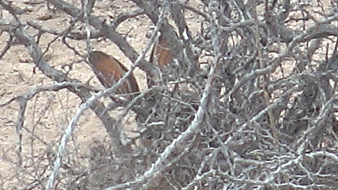 At 0:02, small shifts reveal more reddish plumage through the thorn bush, while pale branches dominate the foreground and the sandy Cabo Pulmo terrain stays visible behind, with no visible people.