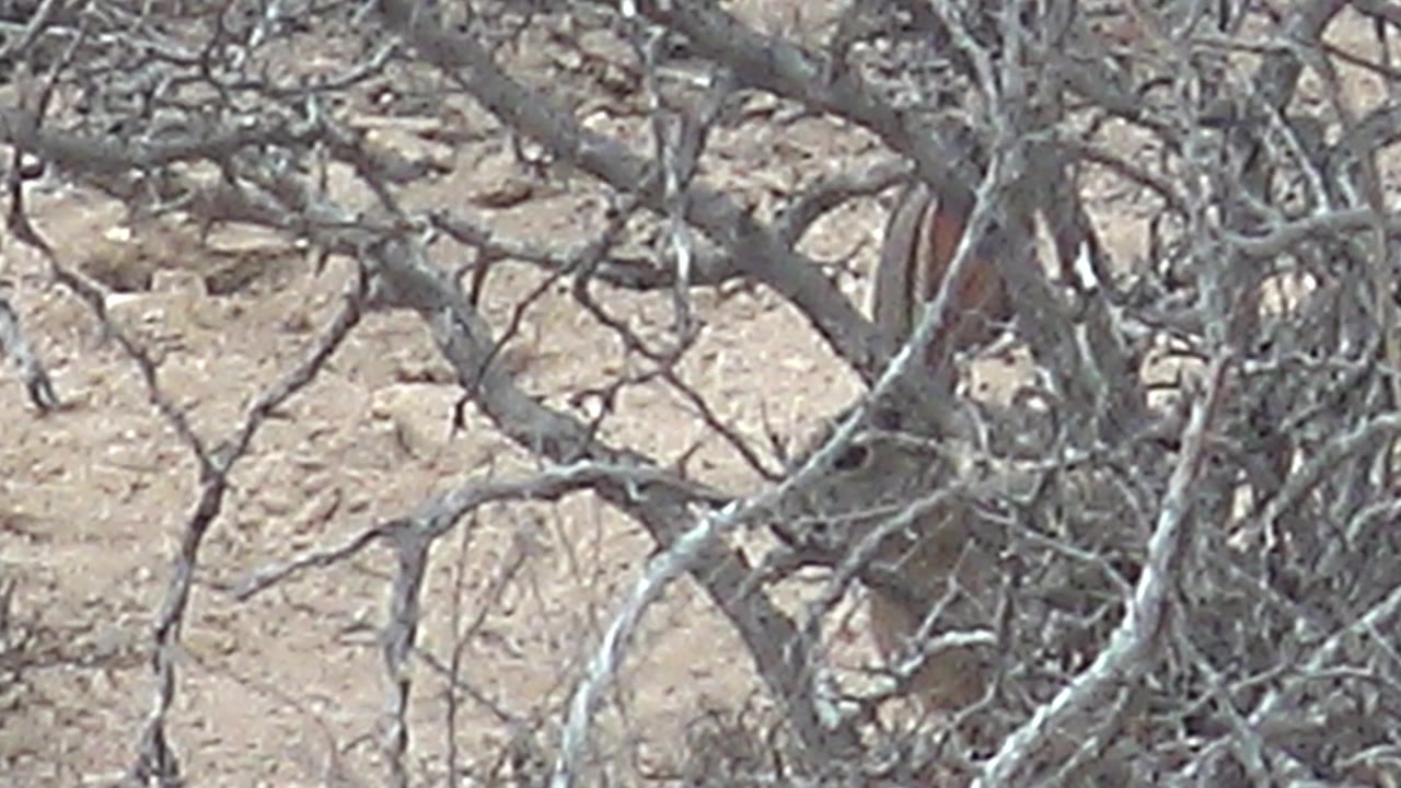 At 0:00 in Cabo Pulmo, Baja California Sur, a rabbit is barely visible behind gray desert branches against pale sandy ground, with no visible people.