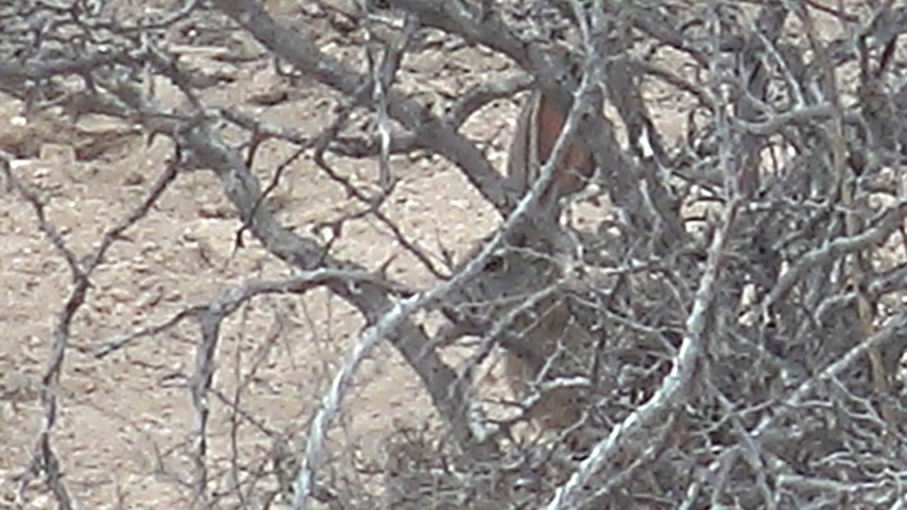At 0:01, the rabbit remains tucked inside tangled gray brush in Cabo Pulmo, with sandy beige ground behind it and no visible people.