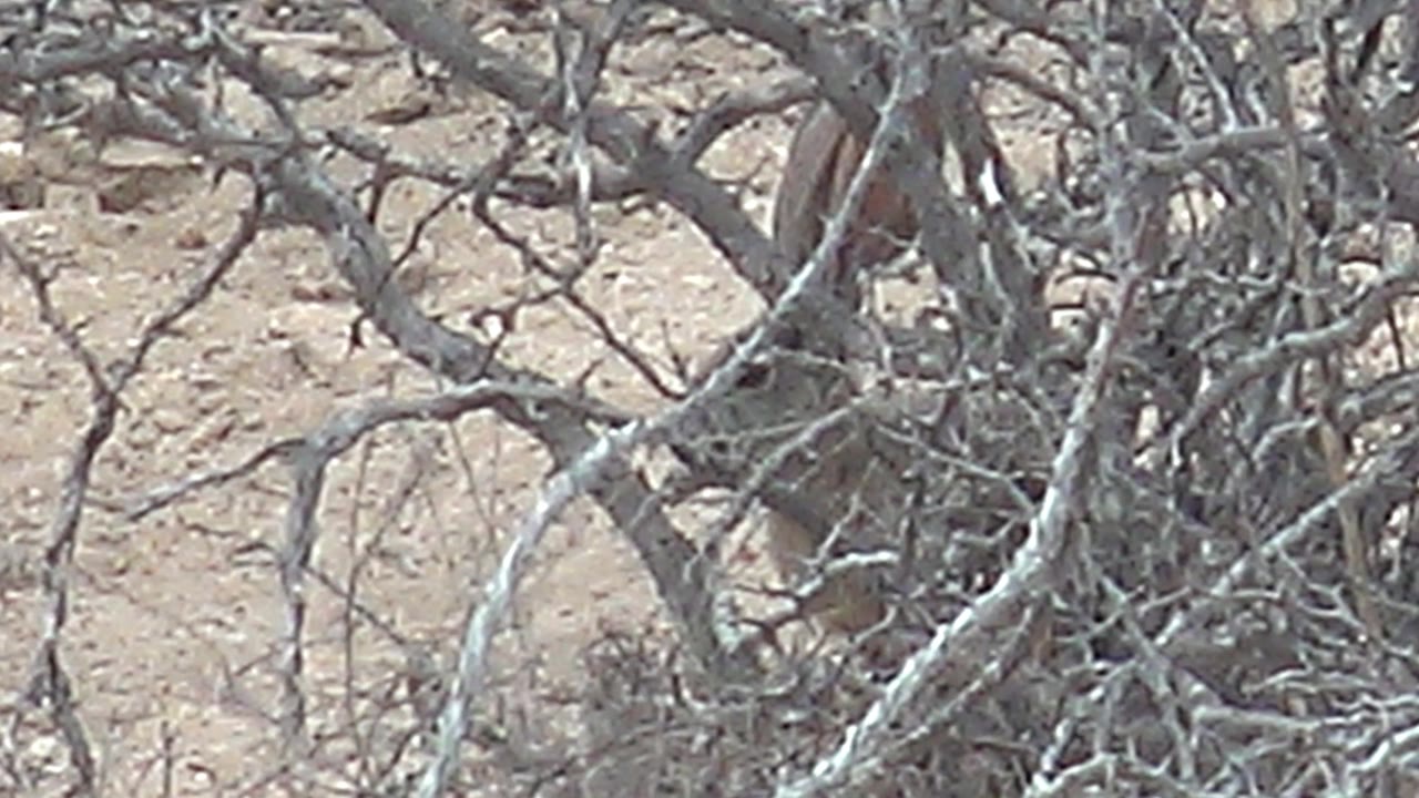 At 0:02, crossing thorn branches dominate the frame while part of the rabbit can be seen through the brush in the Cabo Pulmo desert setting, with no visible people.
