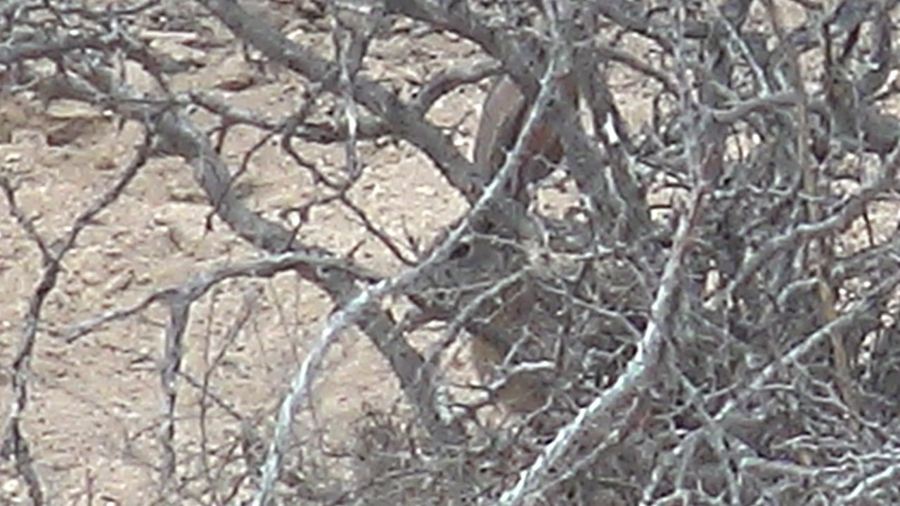 Camouflaged rabbit behind dry branches in an arid scrub scene