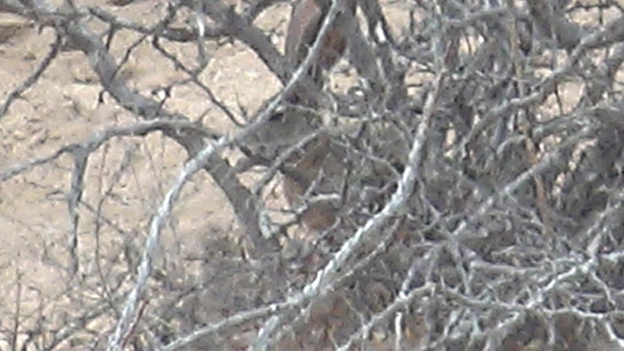 At 0:00, a rabbit is barely visible through tangled dry brush on sandy ground in Cabo Pulmo, Mexico, with no visible people.