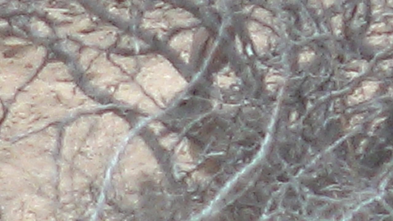 At 0:01, the rabbit remains tucked behind dense dry branches, with tan ear shapes visible against pale sandy soil in Cabo Pulmo and no visible people.