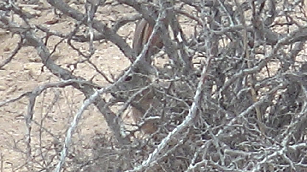 At 0:02, the rabbit's ear and part of its head appear through overlapping gray branches, with sandy Cabo Pulmo ground behind and no visible people.