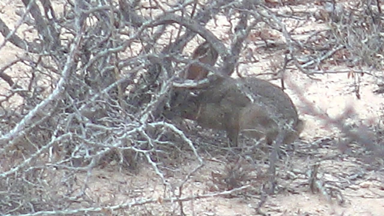 Rabbit partly hidden under dry tangled branches on sandy ground.