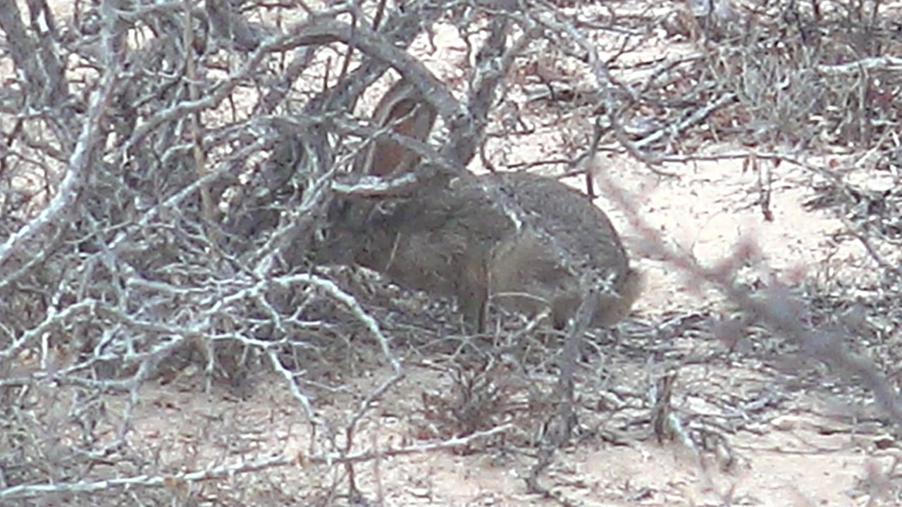 The rabbit remains low in dense dry brush on sandy ground in Cabo Pulmo, with its body partly obscured by branches and no visible people.