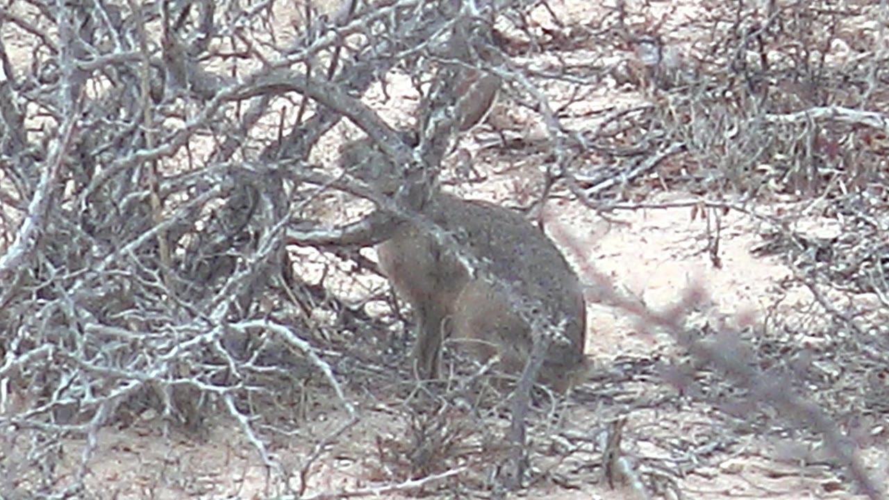 A rabbit sits beneath a curved dry branch in Cabo Pulmo scrub, with pale sand behind it and no visible people in the frame.