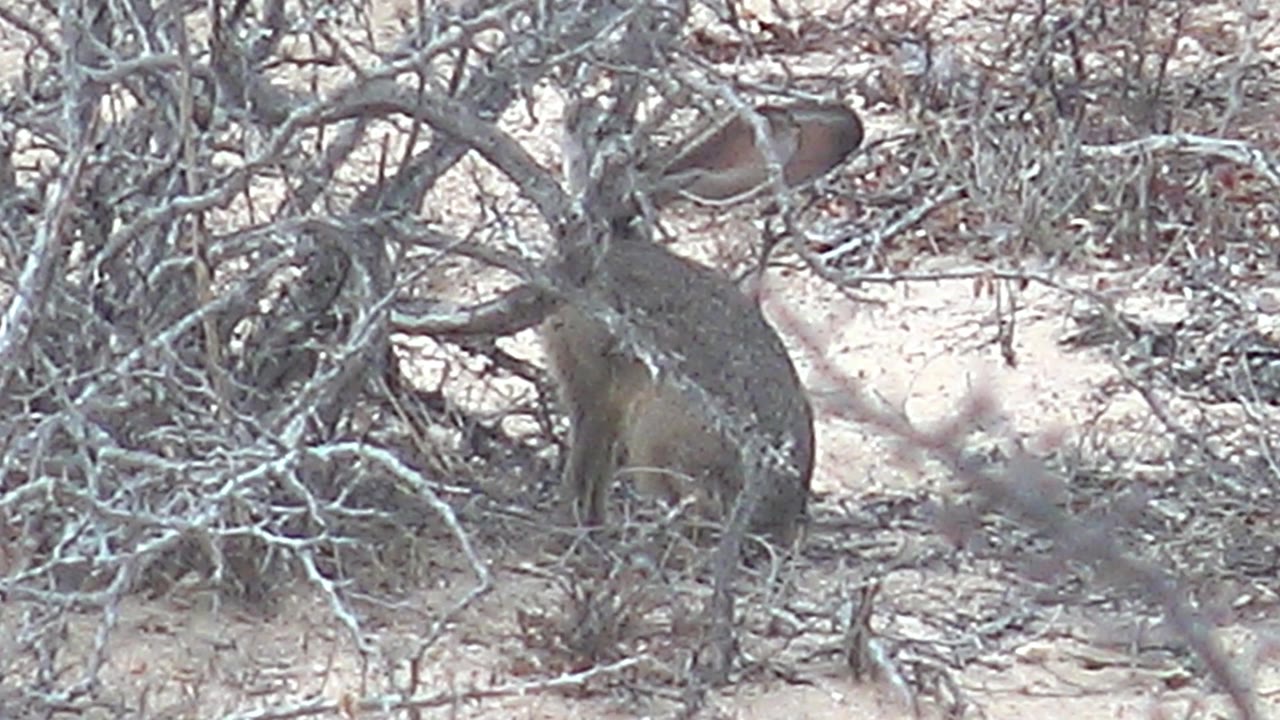 The rabbit appears more upright among the dry branches in Cabo Pulmo, its raised ears visible against pale sandy ground and no visible people.