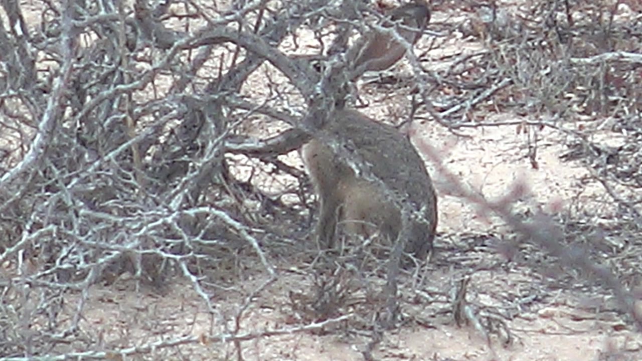 Rabbit partly hidden under dry tangled branches on sandy ground.