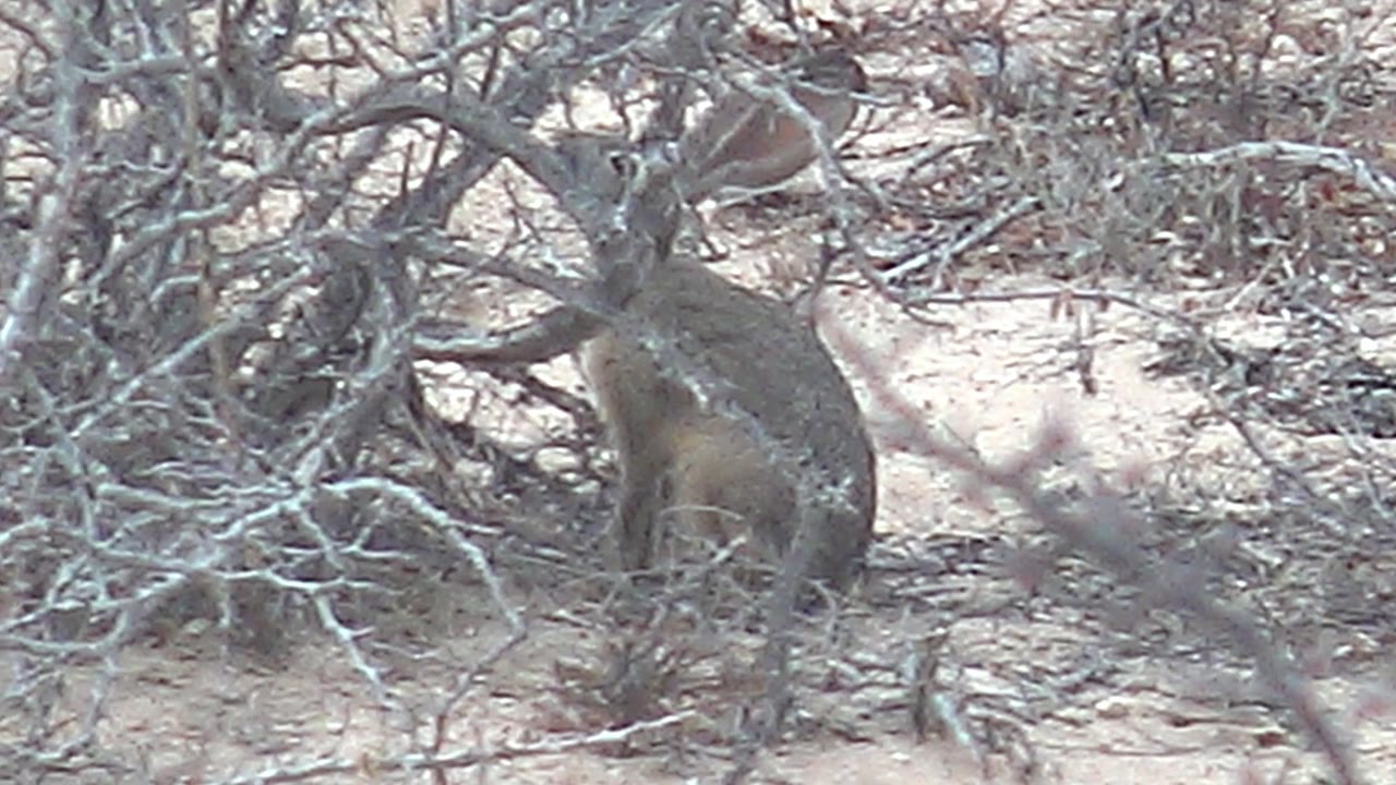 The rabbit remains mostly still among tangled leafless brush and light sand in Cabo Pulmo, Baja California Sur, with no visible people.