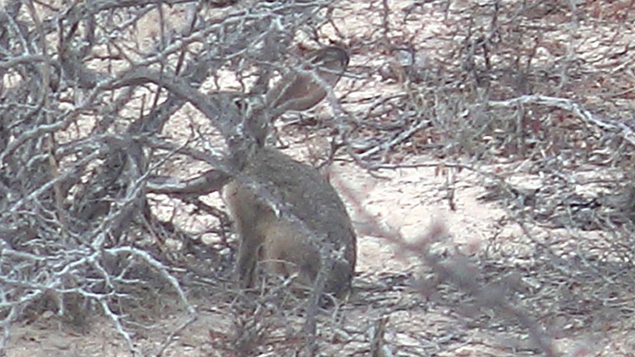 A crouched rabbit is framed beside dense pale branches and sparse dry vegetation on sandy ground in Cabo Pulmo, Baja California Sur, with no visible people.