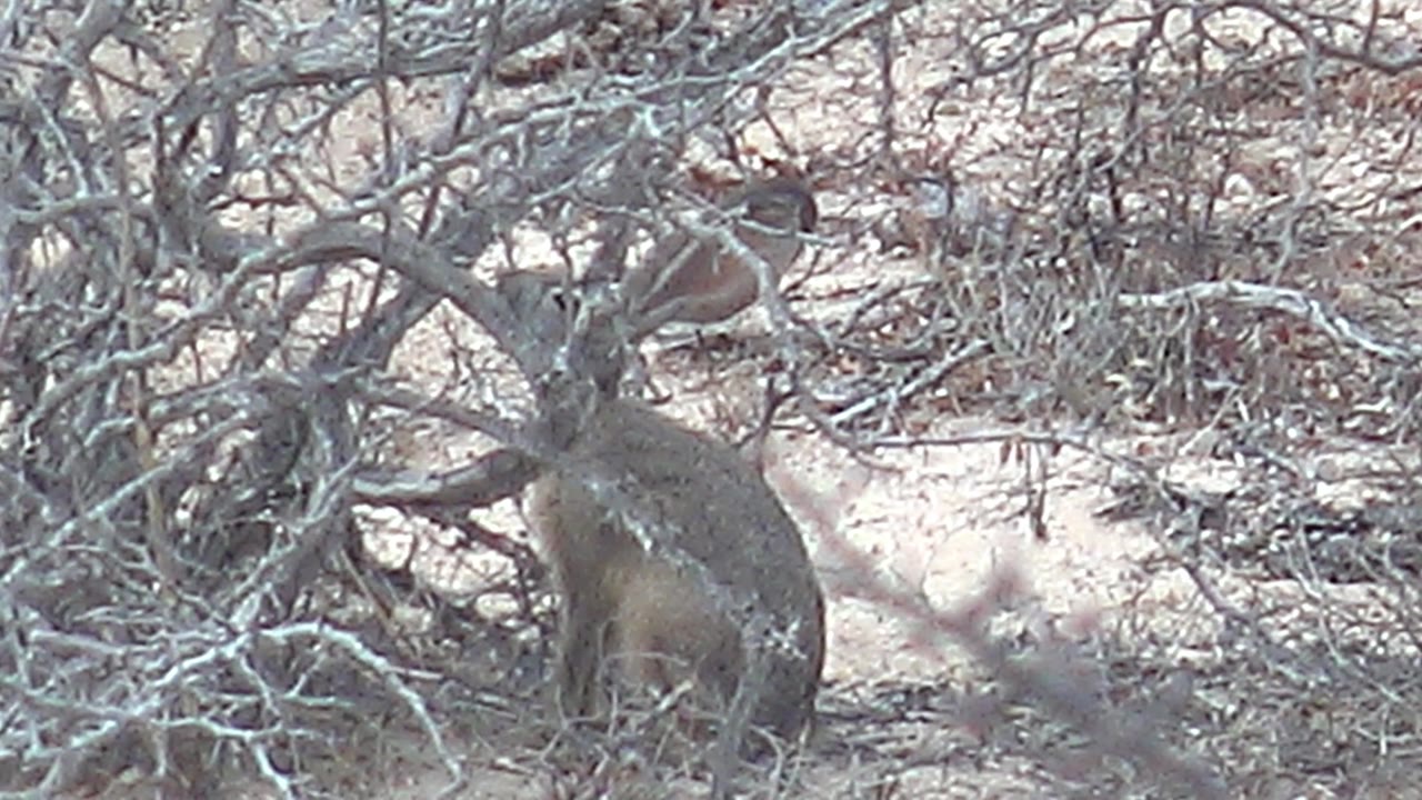 The rabbit is partly obscured by a web of dry branches on pale sandy terrain in Cabo Pulmo, Baja California Sur, with no visible people.