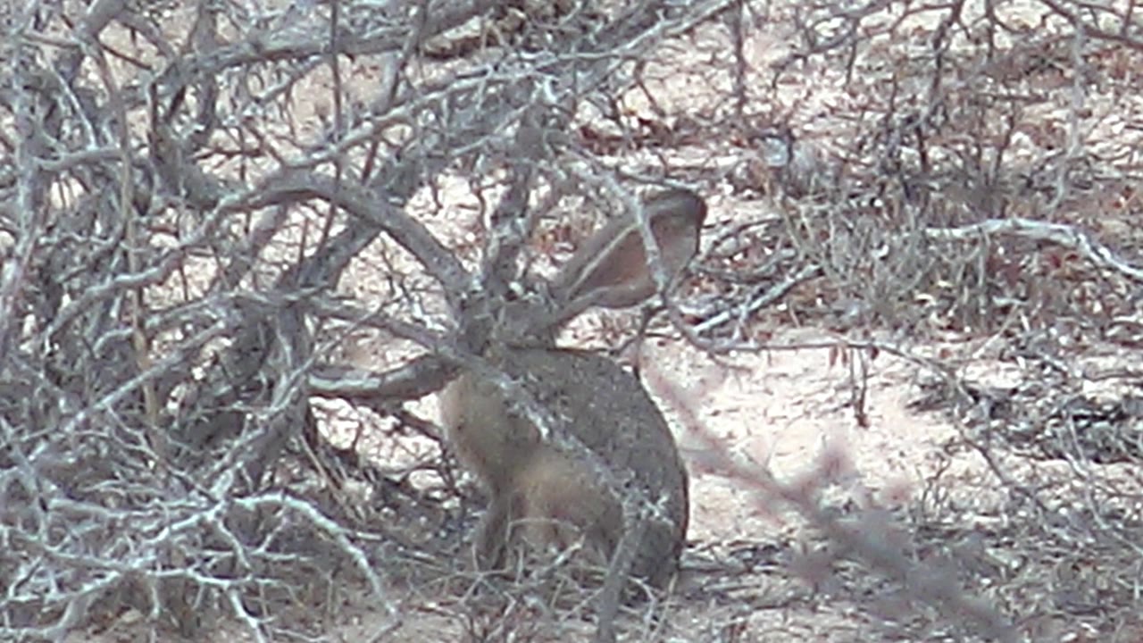 A rabbit sits under tangled dry bushes on sandy ground in Cabo Pulmo, Baja California Sur, with no visible people.