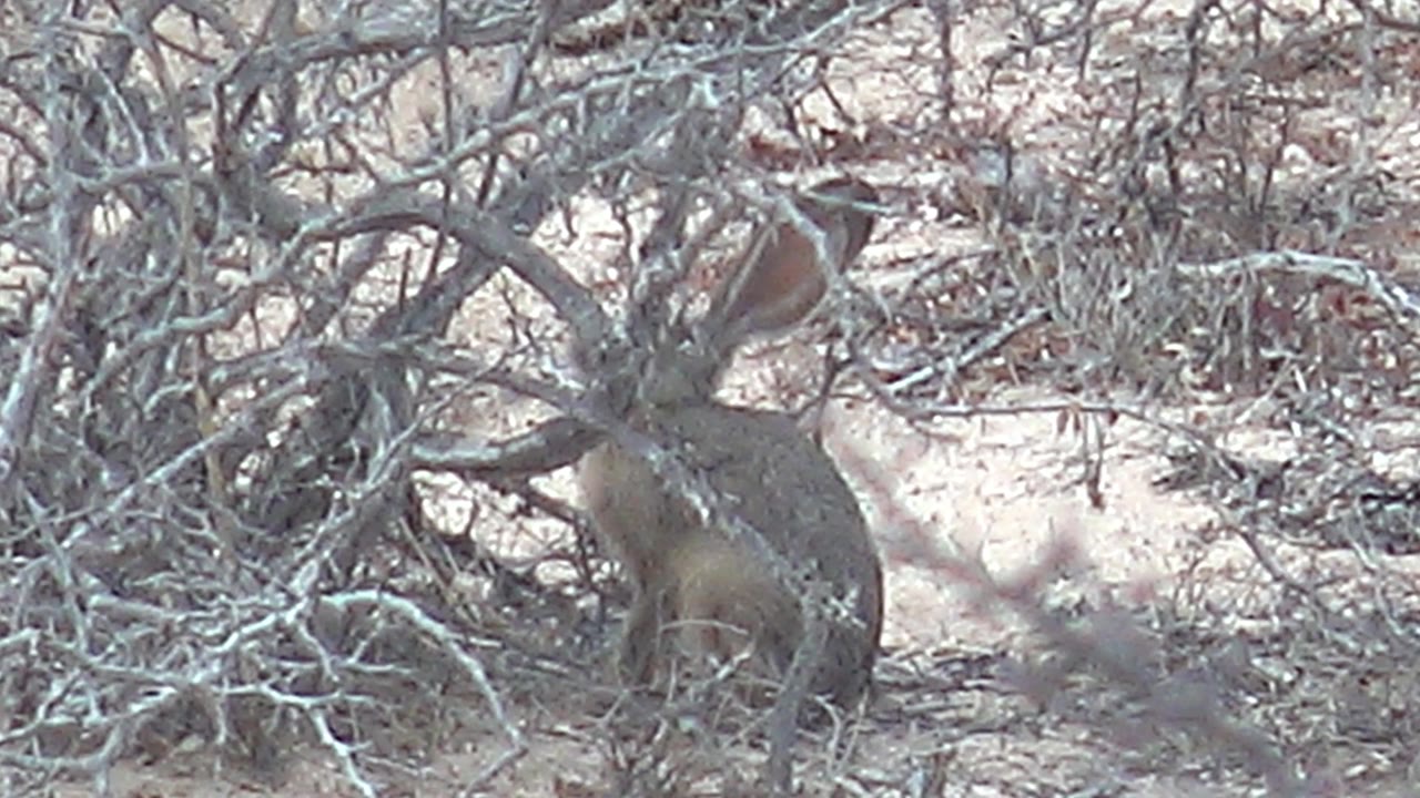 Rabbit in dry scrub with one ear angled beside branches.