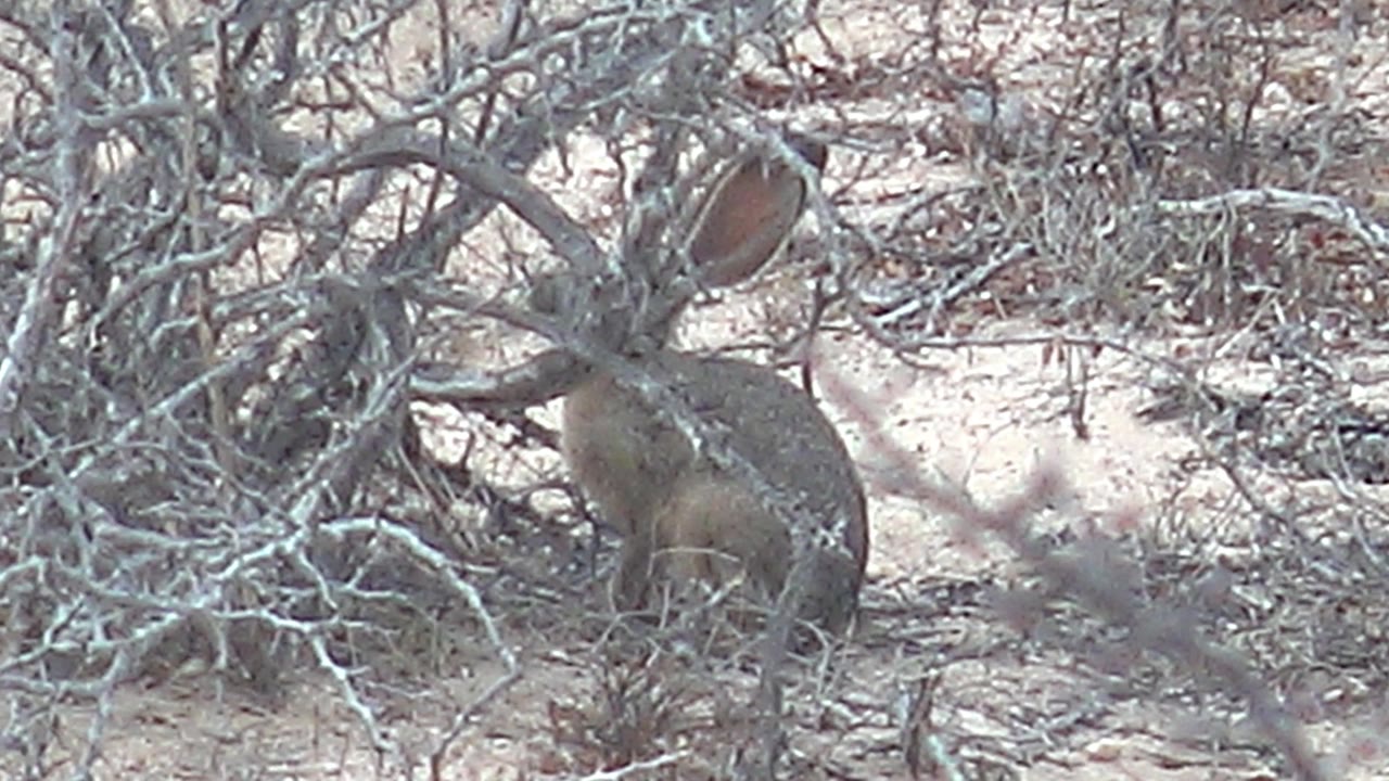 A rabbit faces into the leafless scrub in Cabo Pulmo, Baja California Sur, with its rounded back visible against pale sandy ground and no visible people.