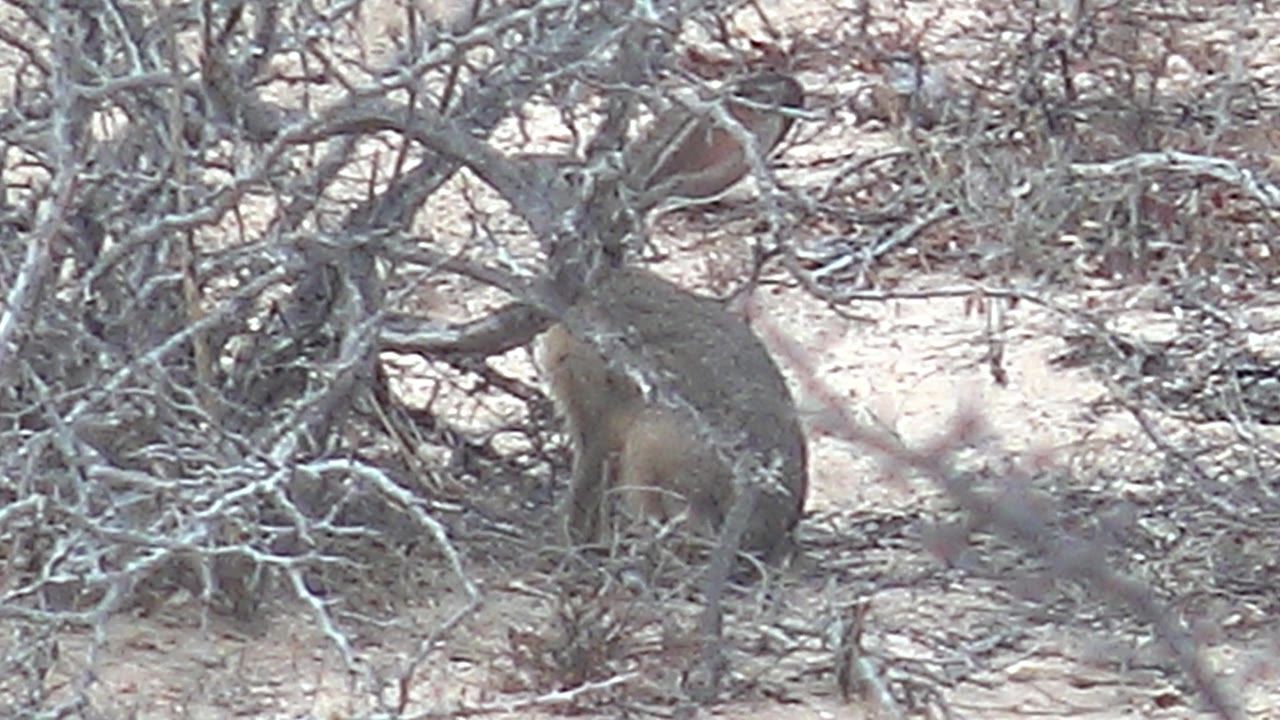 Small long-eared rabbit sits in pale thorny scrub on sandy ground in Cabo Pulmo, Baja California Sur, with no visible people.