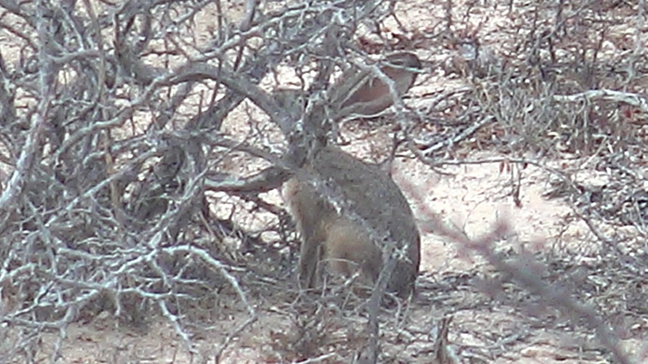 The rabbit remains partly concealed beside tangled gray branches on light sand in Cabo Pulmo, Baja California Sur, with no visible people.