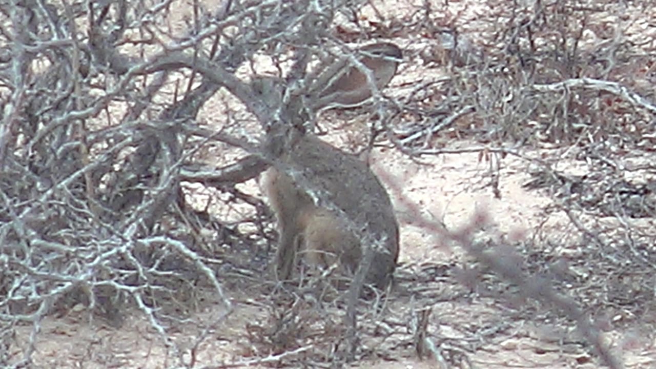 Rabbit crouched behind a foreground twig in dry scrub.