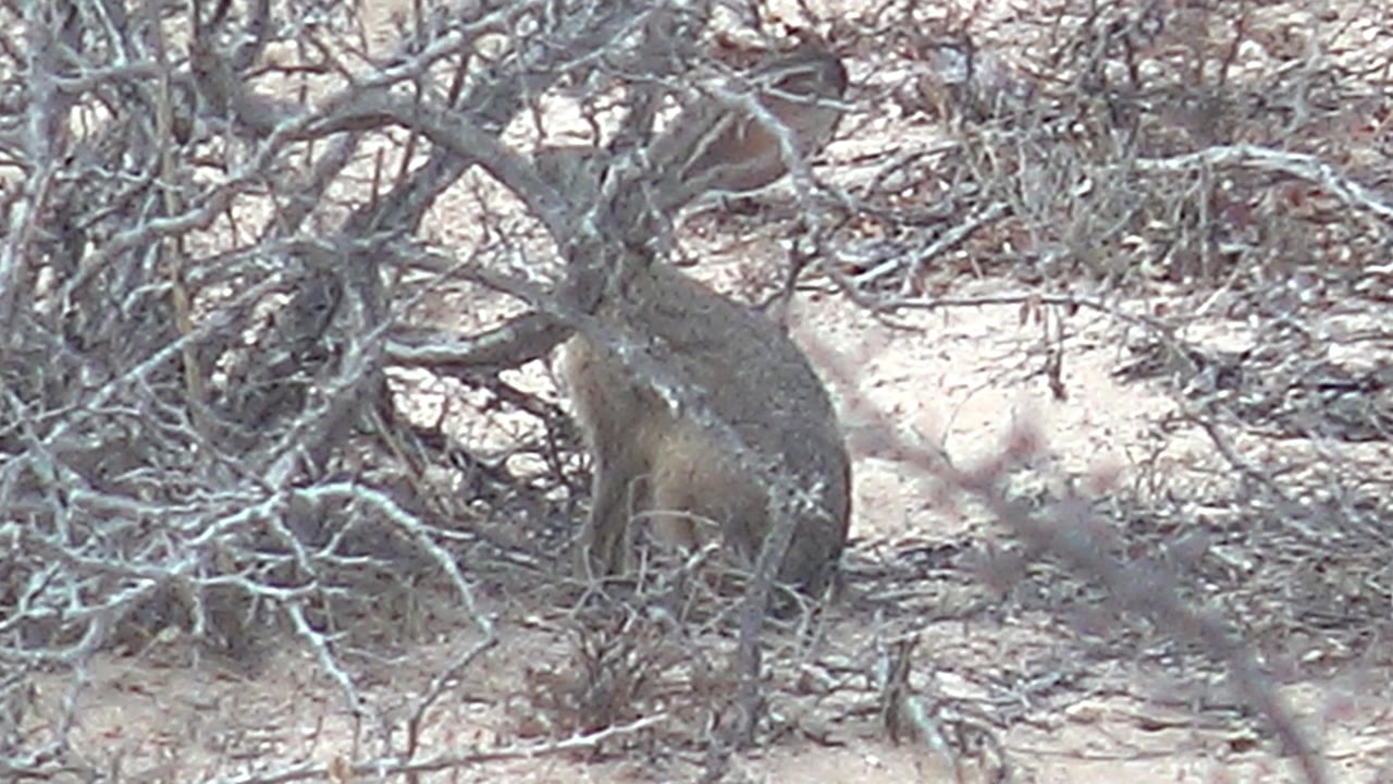 Small mammal partly hidden in dry thorny brush on sandy ground.