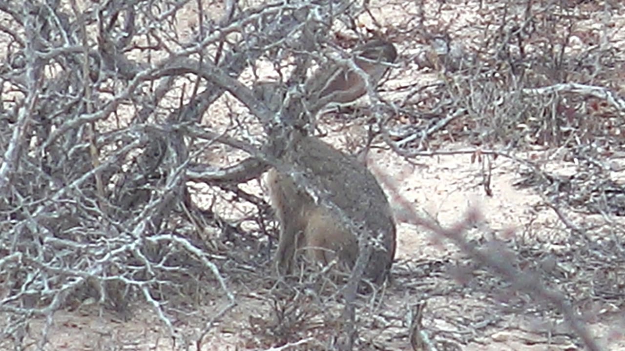 At 0:01, the small mammal remains seated in the midground behind tangled dry branches in Cabo Pulmo, Baja California Sur, with no visible people.